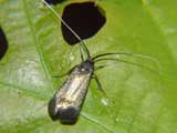 Adela reaumurella