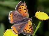 Lycaena phlaeas