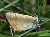 Lycaena phlaeas