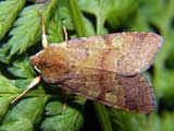 Orthosia stabilis