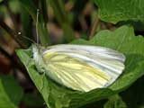 Pieris napi