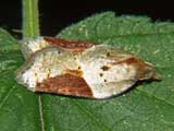 Acleris laterana