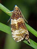 Celypha lacunana