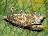 Celypha rurestrana