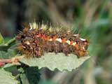 Acronicta rumicis