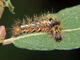 Acronicta rumicis