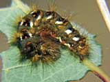 Acronicta rumicis