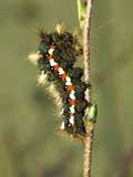 Acronicta rumicis