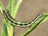 Heliothis viriplaca