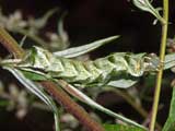 Melanchra persicariae