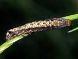 Orthosia munda