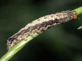 Orthosia munda