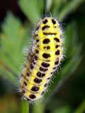 Zygaena filipendulae