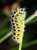 Zygaena filipendulae