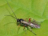 Pimpla strigipleuris